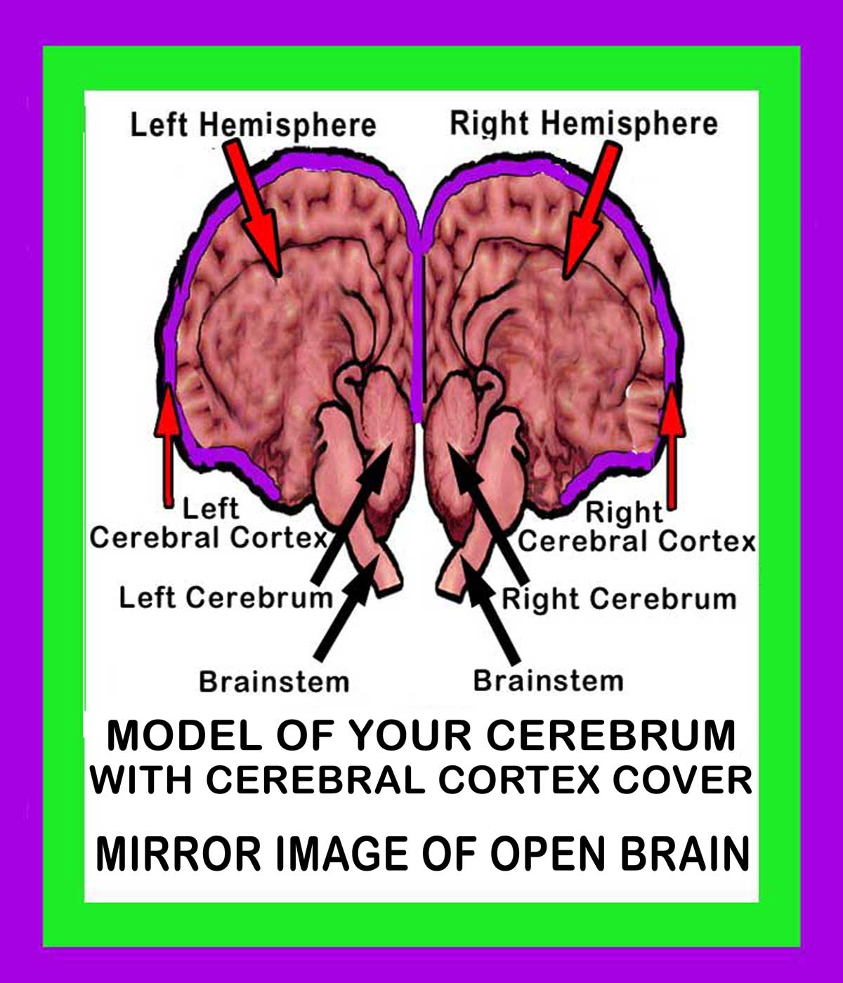 Cerebrum Image