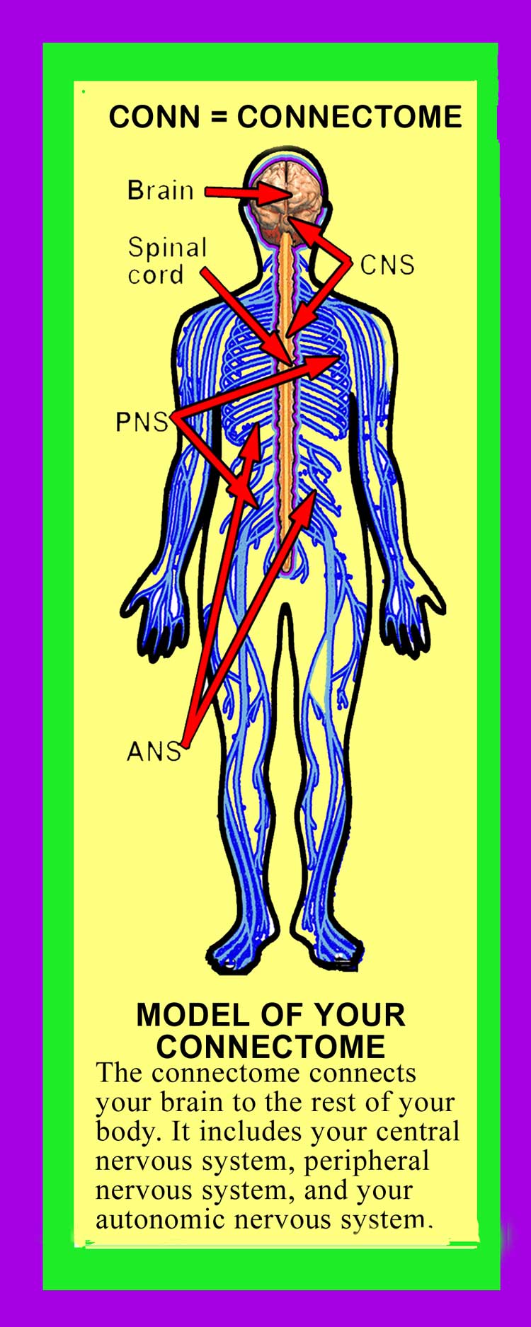 Connectome Image