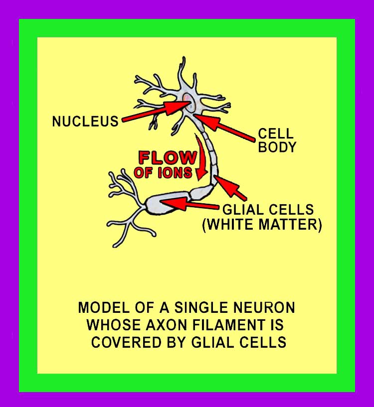 Glial Cells Image