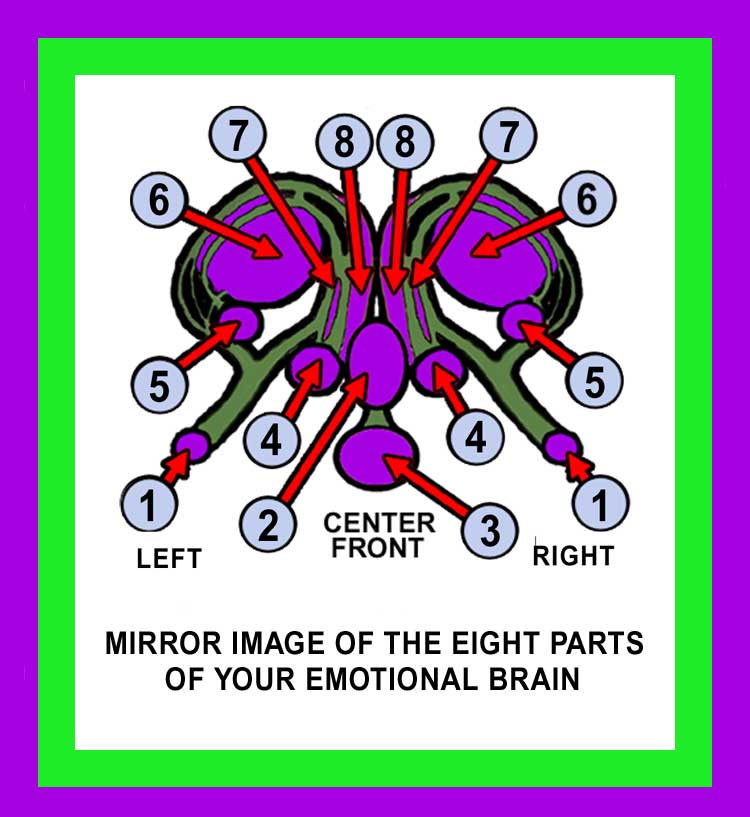Limbic System Complex Image