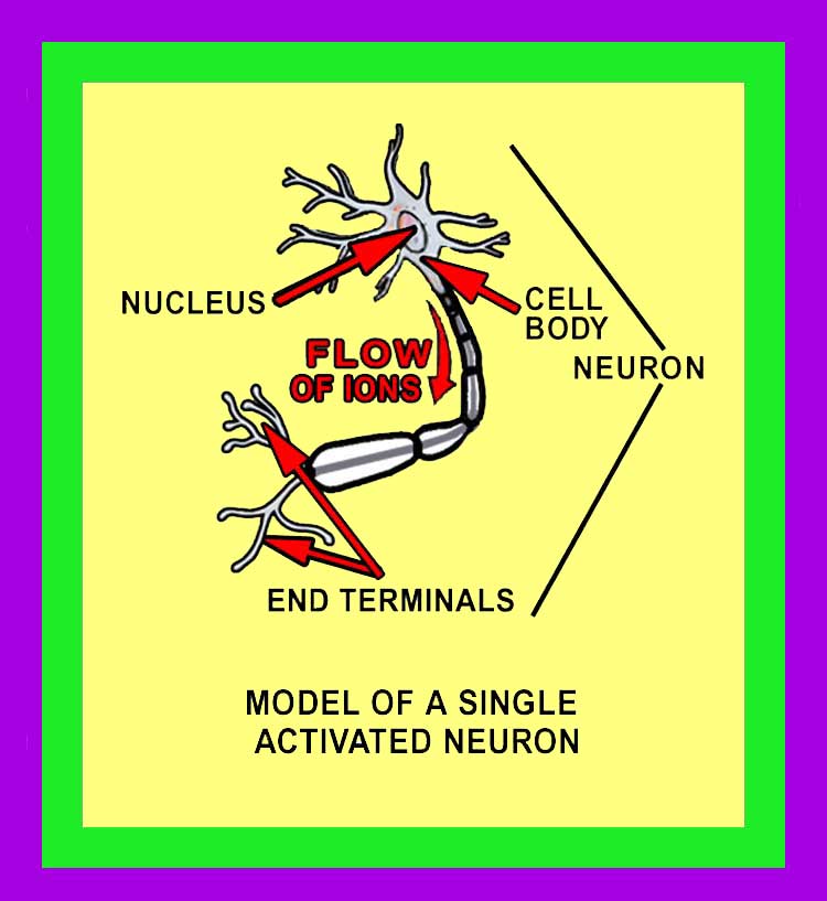 Neurons Image