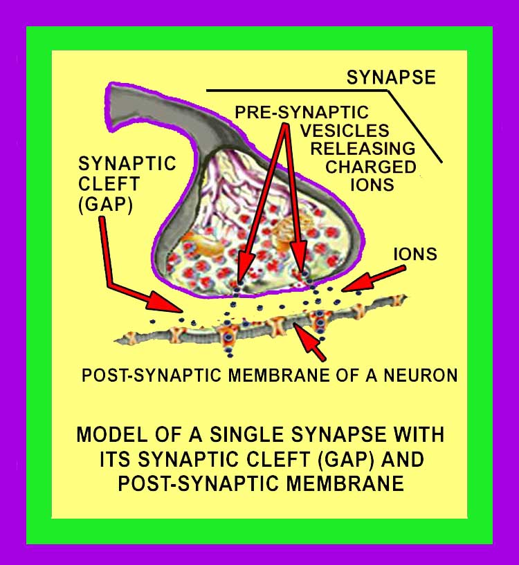 Synapses Image