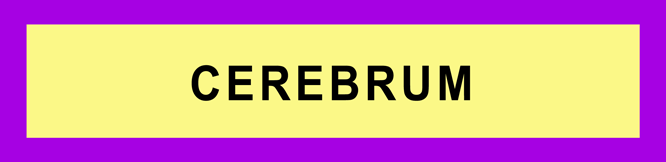CEREBRUM
