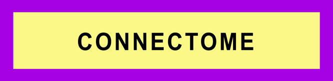 CONNECTOME