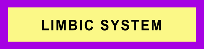 LIMBIC SYSTEM