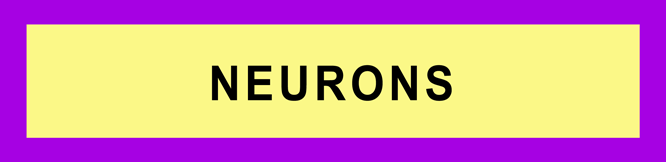 NEURONS