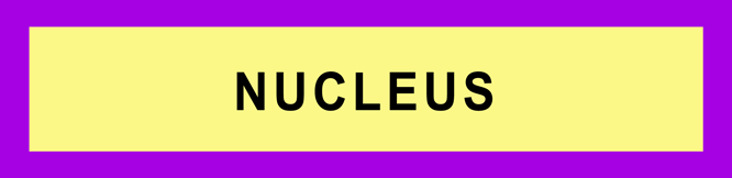 NUCLEUS OF A NEURON
