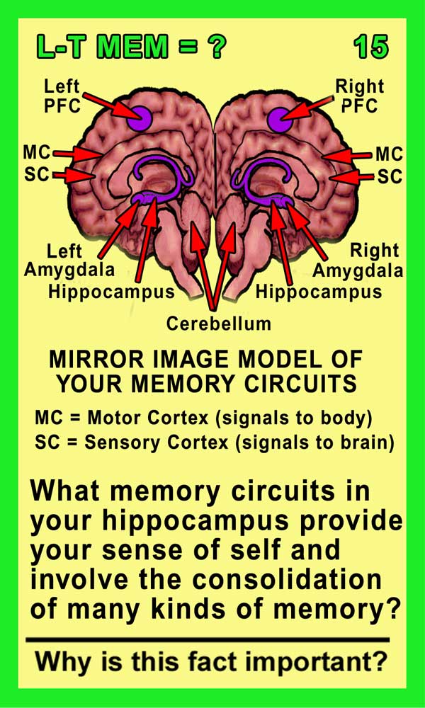Long-Term Memory Front