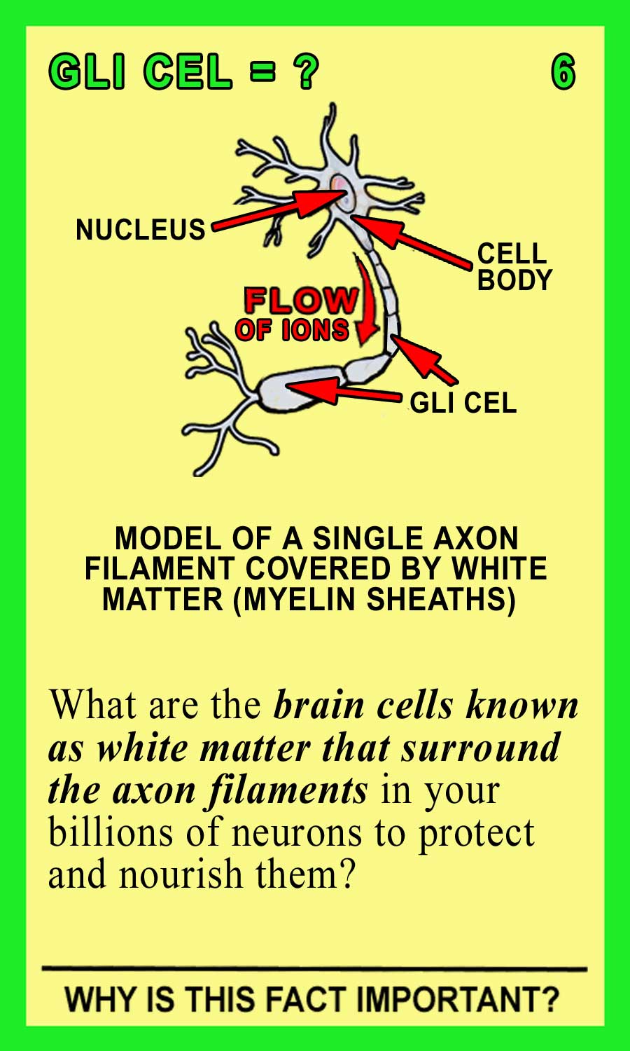Glial-Front