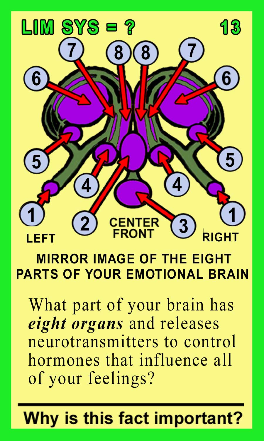 Limbic System Front