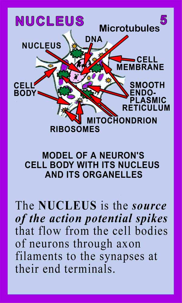 Nucleus-Back