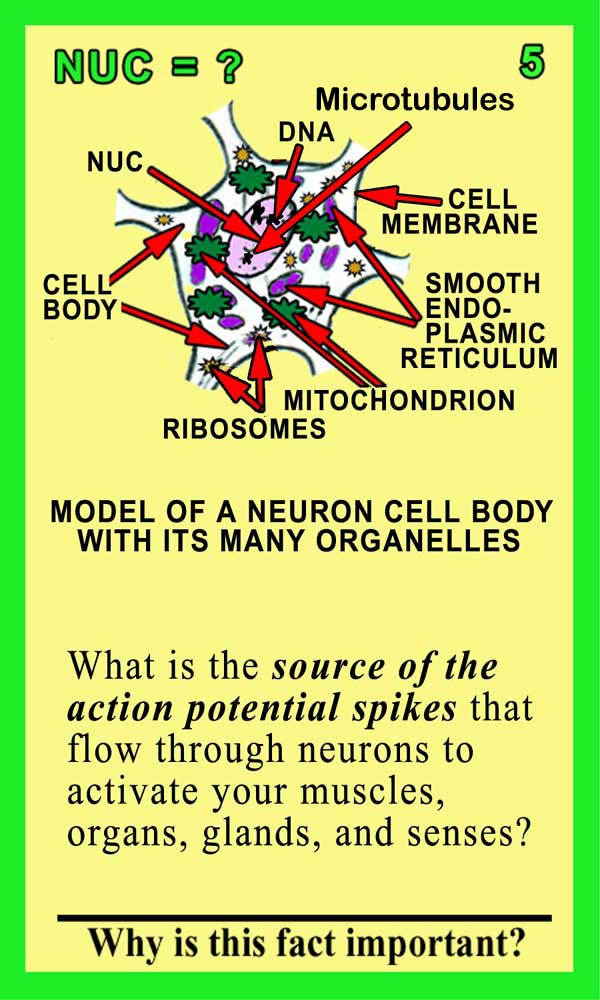 Nucleus-Front