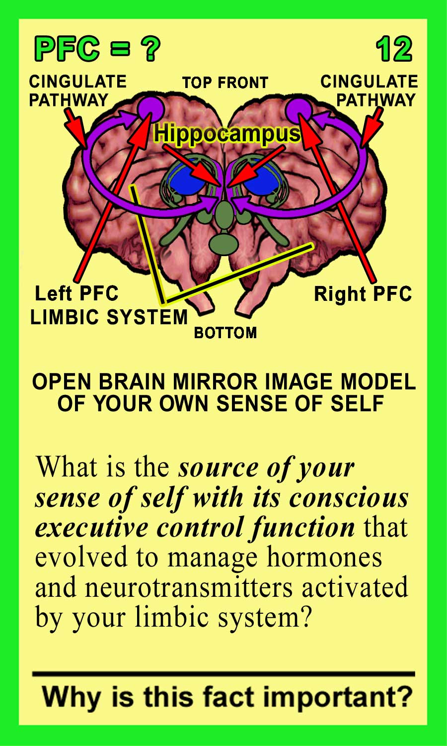 Prefrontal Cortex Front