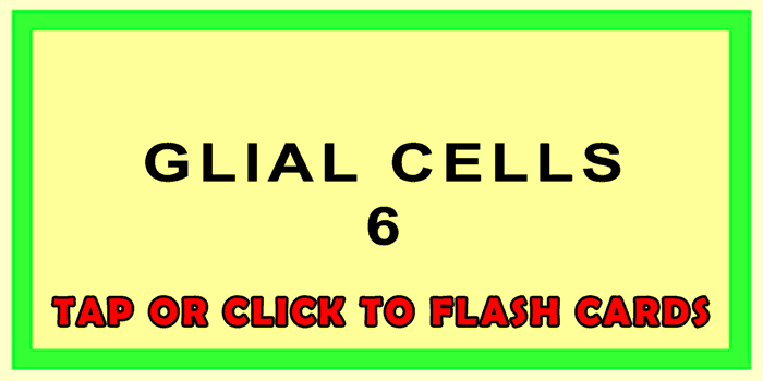 Glial Cells
