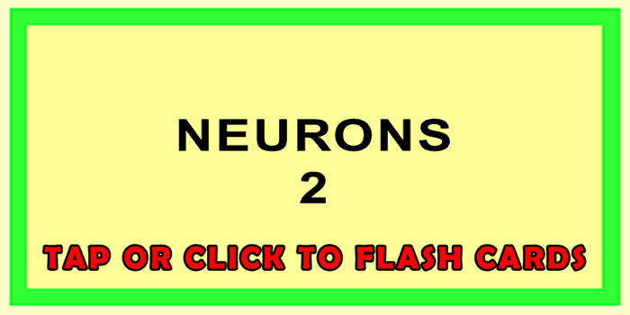 Neurons